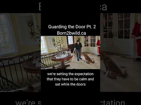 Born2BWild.ca Canine Behaviourist Toronto video.