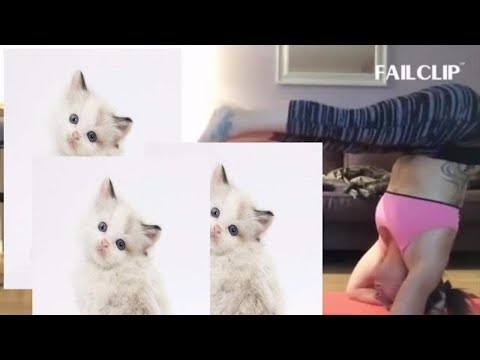 funny cat complications 2017