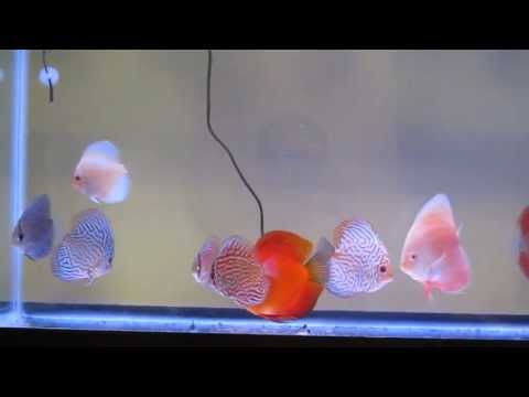 Discus Fish Tank April20th2013