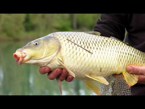 Feeder in Tour - Mincio (Tubertini)