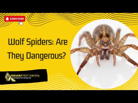 Wolf Spiders Are They Dangerous