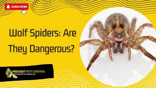 Wolf Spiders: Are They Dangerous