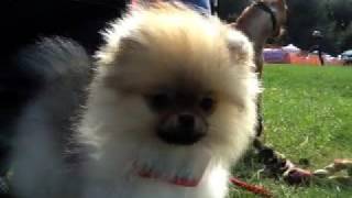 preview picture of video 'Adorable Pomeranian puppy & Miniature Pinscher'