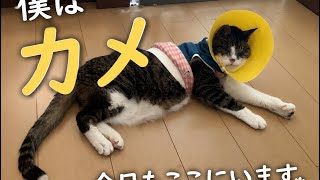 カメ、今日は飲めるかな？｜保護猫の小さな健康習慣