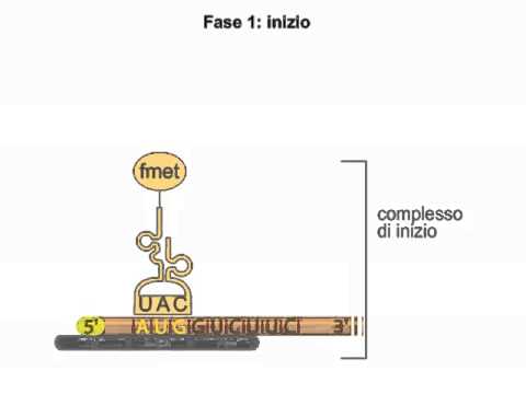 Aumento della potenza senza farmaci Cause di impotenza negli uomini oltre 40