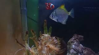 feather duster worm