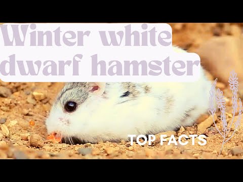 Winter white / Russian dwarf hamster (Phodopus sungorus)