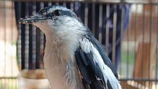 Download lagu Bikin bunyi•pancingan kapasan kemiri bahan mp3