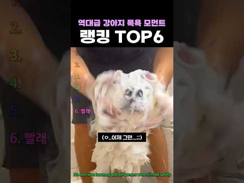 역대급 강아지 목욕 모먼트 랭킹 TOP6