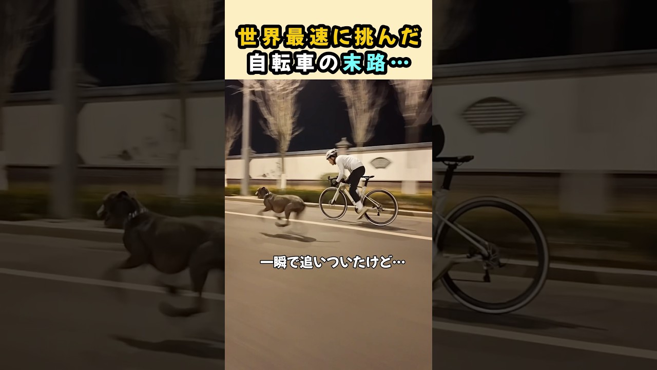 勝負相手を間違えた自転車 #グレイハウンド