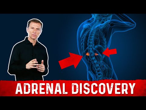 Adrenal Body Type Seminar by Dr Eric Berg