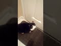 NeVeR EvEr Ask A Tuxedo Cat What Bad Cats Say