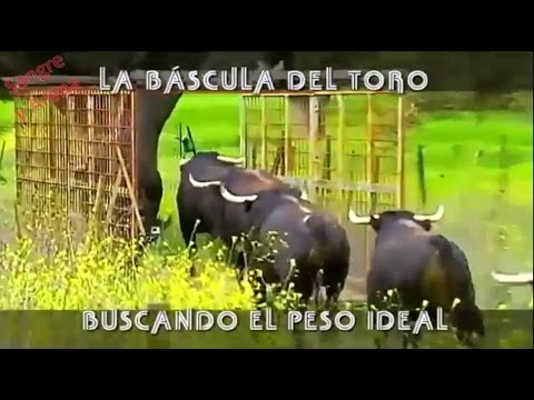 , title : 'La Báscula Del Toro, Buscando El Peso Ideal'