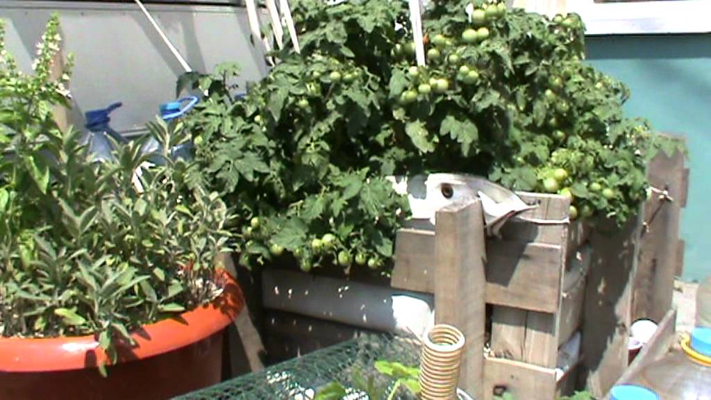 Wicking Bed Tomatoes Vilma