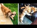 Senior Golden Retriever Gets Seeing Eye Puppy And He Brightens Up His Life