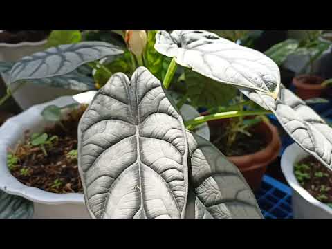 A quick tour at Rey Rogelio's Garden ( affordable & quality plants in Laguna )