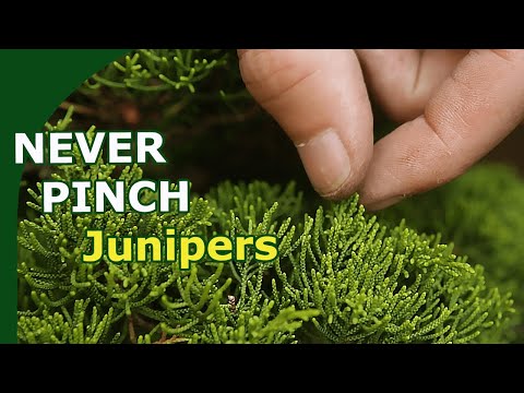Expert Juniper Bonsai Pruning: Avoid Subtle Mistakes that Sabotage Your Tree