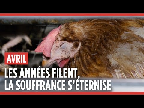 , title : 'Groupe Avril : 5 ans d’enquêtes dans des élevages en cage de poules pondeuses'