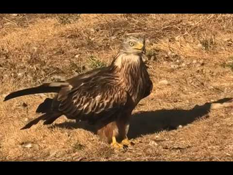 MILANO REAL | RED KITE | Milvus milvus 4 K