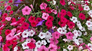 Summer Container Tour | EverCrest