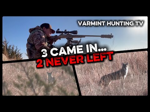Coyote Hunting- Double Impact 