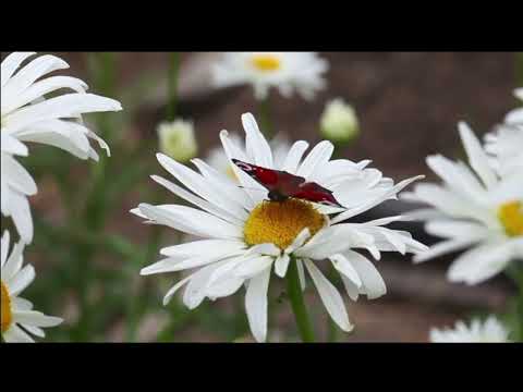 Opwekking 836 Door en door goed