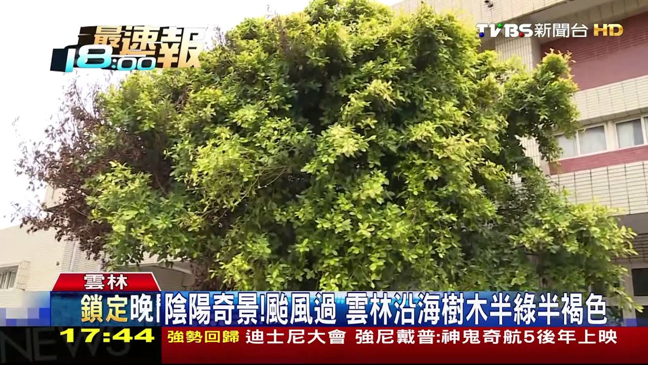 陰陽奇景!颱風過 雲林沿海樹木半綠半褐色