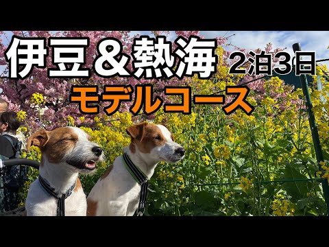 YouTube動画を再生