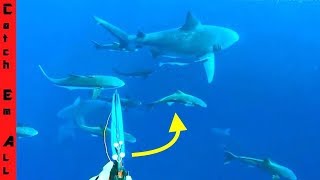 BABY SHARK Vs SPEARFISHING! and DIVING in OCEAN to CATCH BILL FISH!