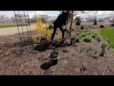 Streptocarpus Repotting & Care Tips + Planting a Lilac & Peonies! 🌸🪴🌿 // Garden Answer