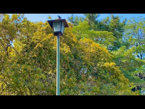[Osmanthus] Meados de outubro de 2023 em frente à Torre da Fonte do Parque Tsurumai
