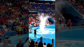 Download lagu Wah Paus Orca #viral #shorts mp3