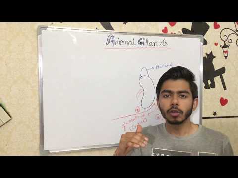 ENDOCRINOLOGY - ADRENAL GLANDS
