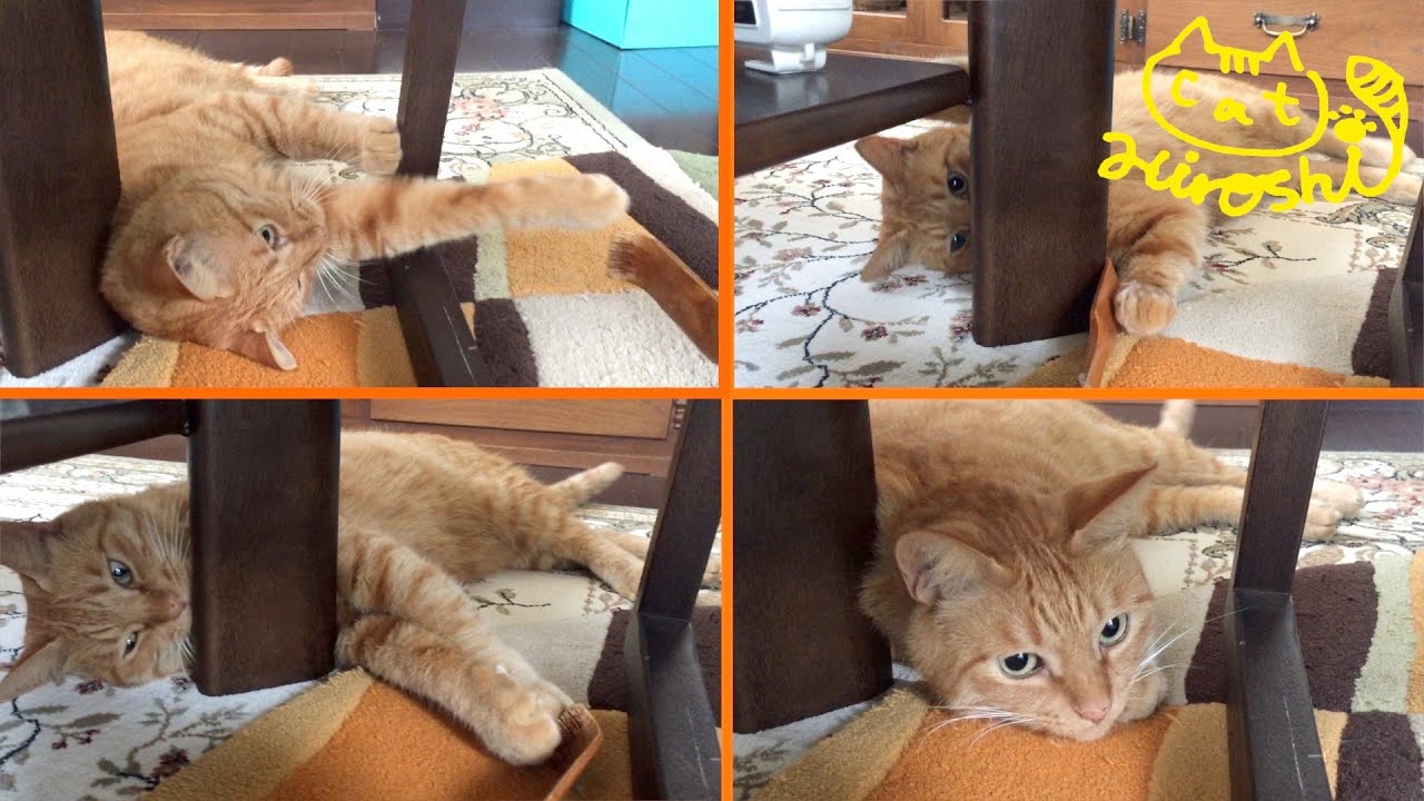 茶トラ猫「ひろし」ステイホーム…でも孫の手があればへっちゃらニャ！…ﾃｰﾌﾞﾙとﾁｪｱの間編