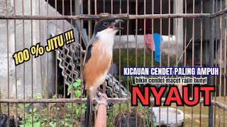 Download lagu cendet gacor BONGKAR EMOSI SUPER AMPUH,, PANCINGAN CENDET AGAR BUNYI bikin BURUNG PENTET GACOR NYAUT mp3