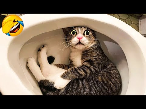 Try Not To Laugh ???? Funniest Cats and Dogs 2023 ???????? Part 5