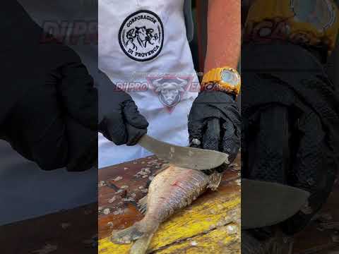 Grupo Di PROVENCA Ortiz guarico Venezuela #joropoparaelmundo #musica #parati Venezuela