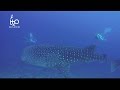 Walhai vs. Mantas, H2O Explorers, Mantapoint, Malediven, Walhai, Whaleshark, Mantas, Ari Atoll - Hukuru Elhi Faru - Manta Point