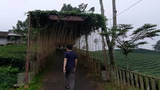 Download lagu GILA!!! KEBUN TEH CIKUYA LEBAK INDAH BANGET mp3