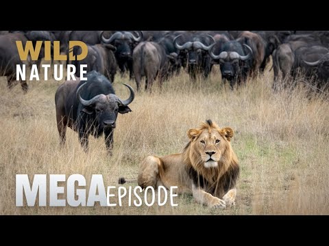 Serengeti Survival: The Most Epic Battles in Nature