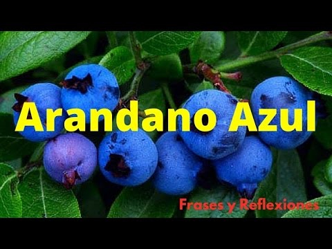prostatitis crónica de arándano