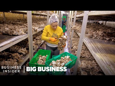 How 400 Million Mushrooms Are Grown A Year In This Small Town | Big Business