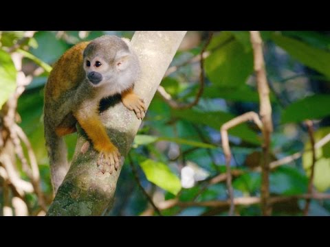 This Human Feature Gives Squirrel Monkeys Their Precise Grip - YouTube