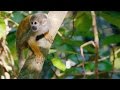 This Human Feature Gives Squirrel Monkeys Their Precise Grip