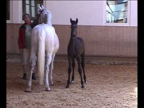 Cormint Leandro 2012