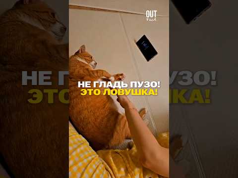 Почему нельзя трогать кошачье пузико? 😾⚠️