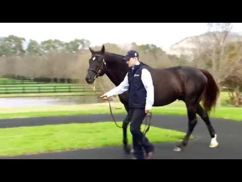 More Than Ready - Vinery Stallion steadicam parade 2014