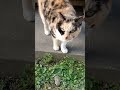 地域猫のブチん子ちゃん😸クロちゃんもやって来た！ shorts