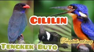 Download lagu Tengkek Udang Tengkek Buto Cililin GACOR mp3