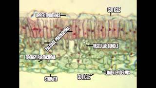 Group Project-Leaf Cross Section